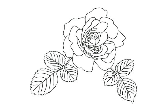 Beautiful Rose with Leaves